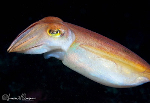 Broadclub cuttlefish/Photographed with a Canon 60 mm macr... by Laurie Slawson 